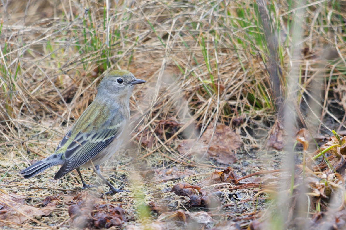 Chestnut-sided Warbler - ML643971589