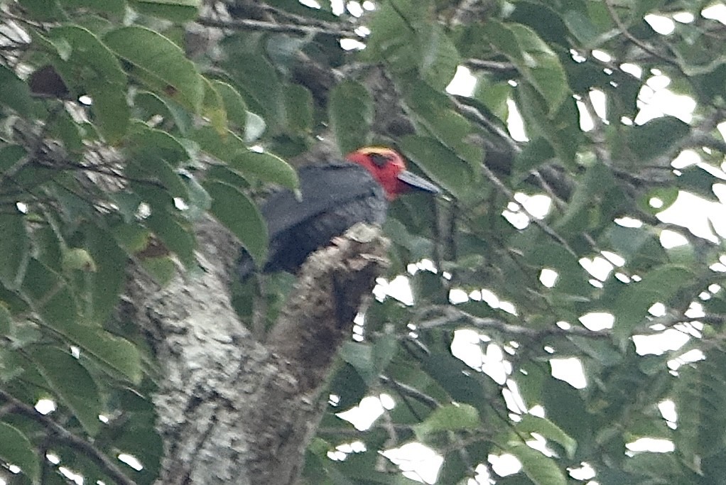 Bornean Bristlehead - ML643971592