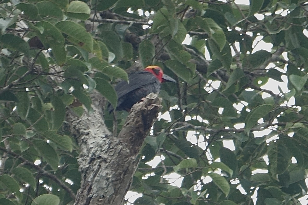 Bornean Bristlehead - ML643971593