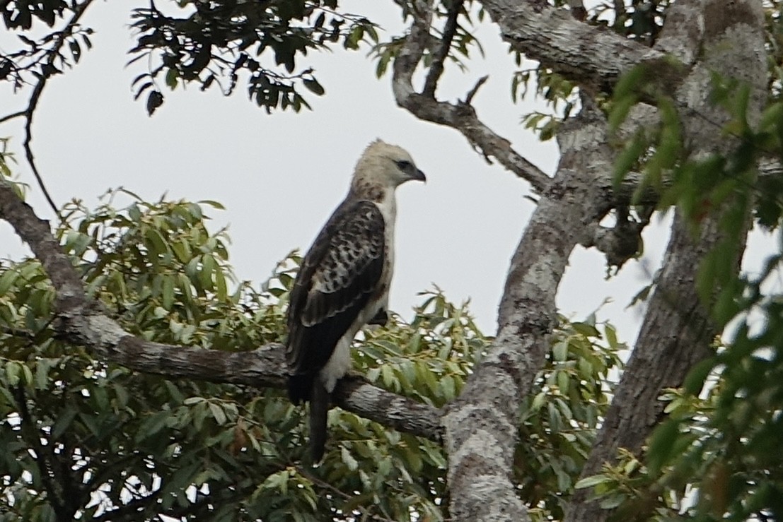 Changeable Hawk-Eagle - ML643971612