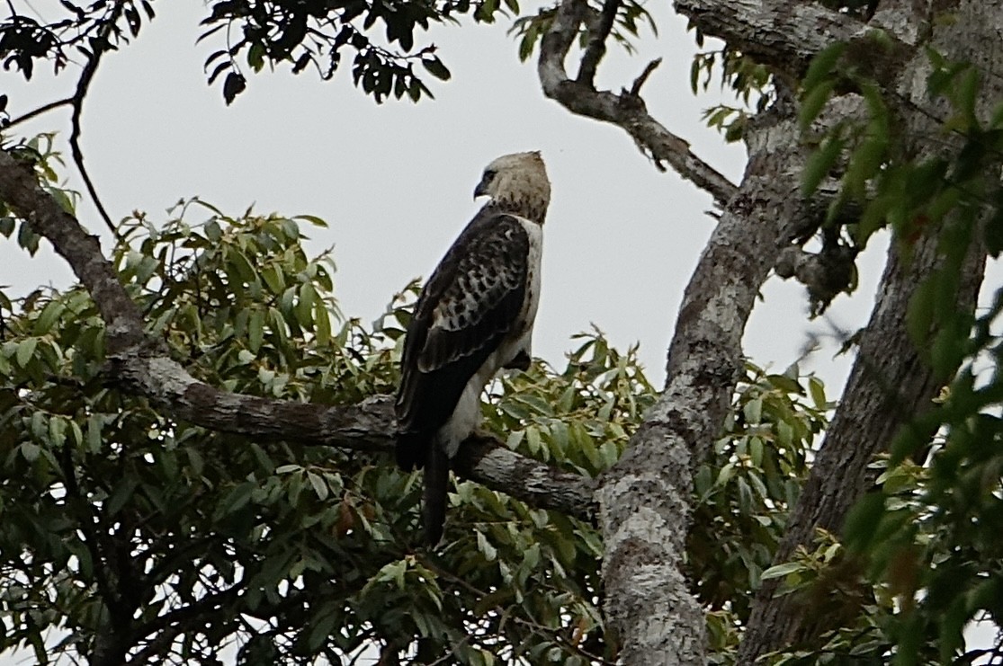 Changeable Hawk-Eagle - ML643971613