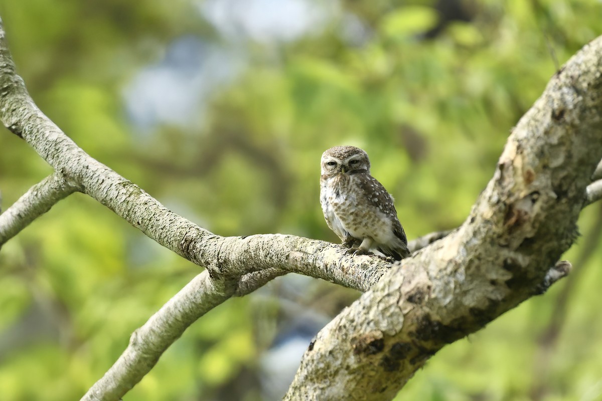 Spotted Owlet - ML643971614