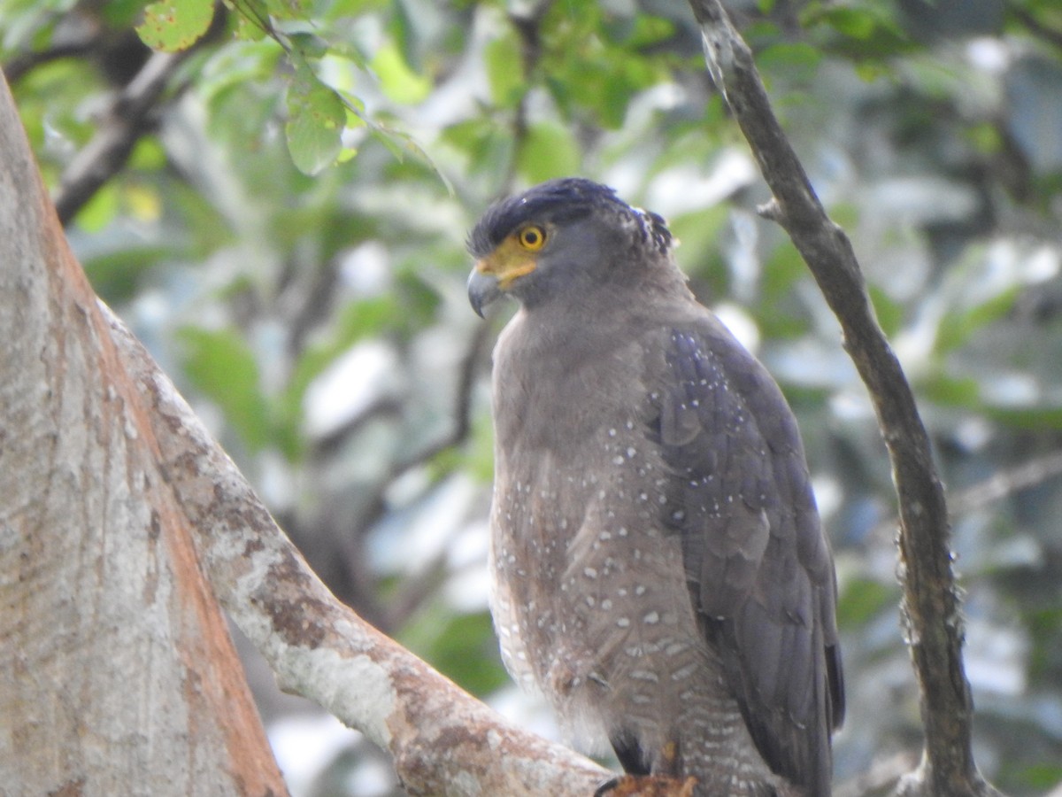 Crested Serpent-Eagle - ML643971628