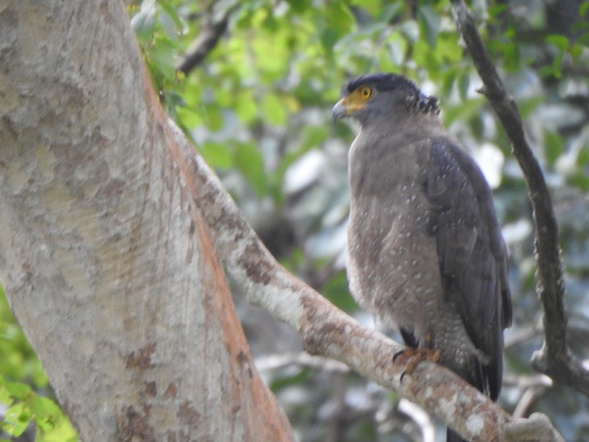 Crested Serpent-Eagle - ML643971629