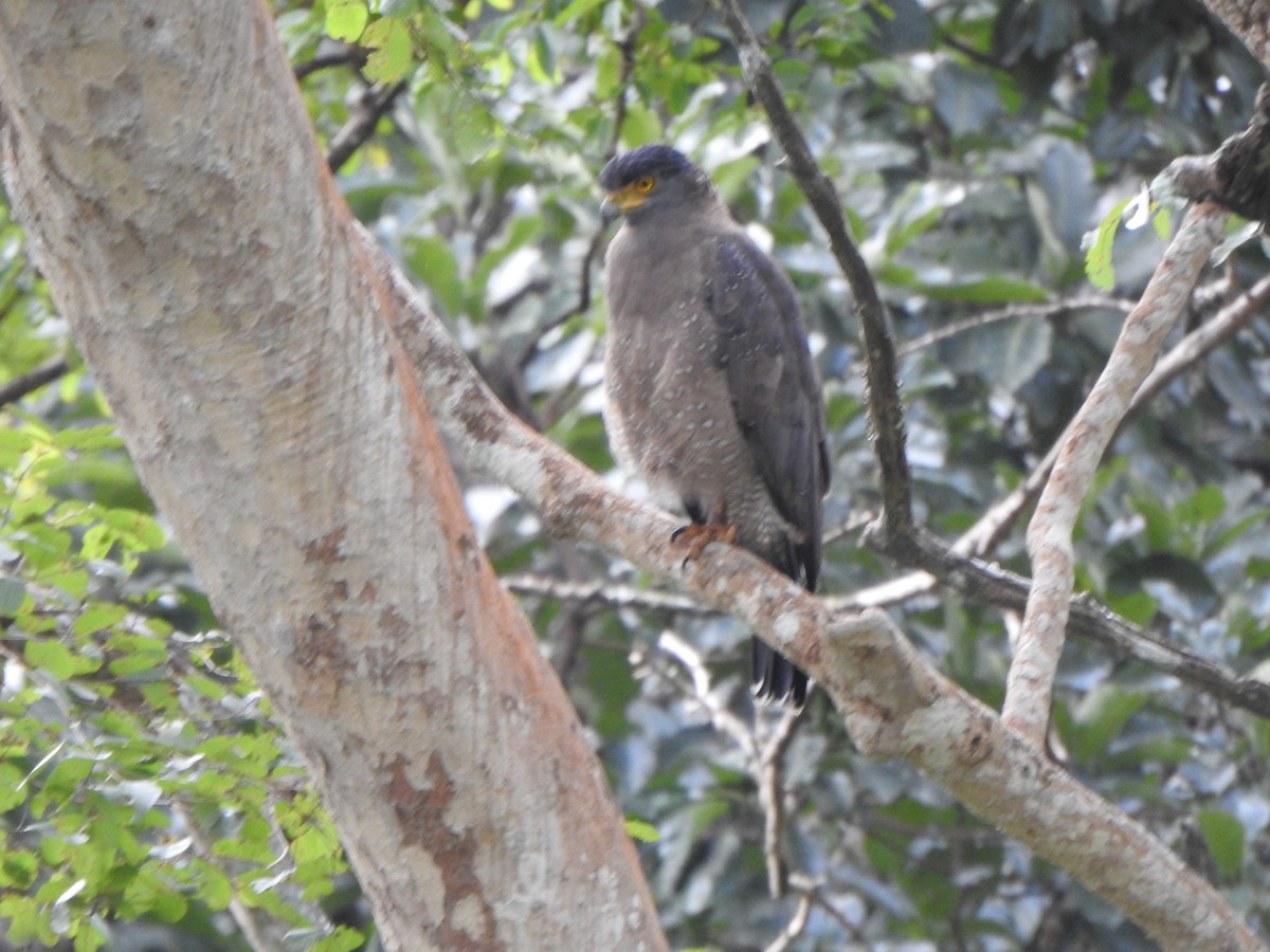 Crested Serpent-Eagle - ML643971630