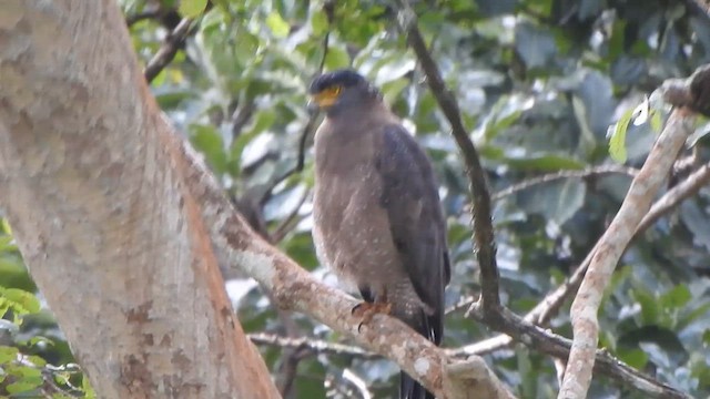 Crested Serpent-Eagle - ML643971632