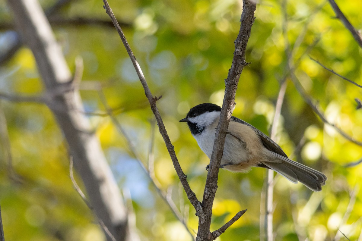 Black-capped Chickadee - ML643971657