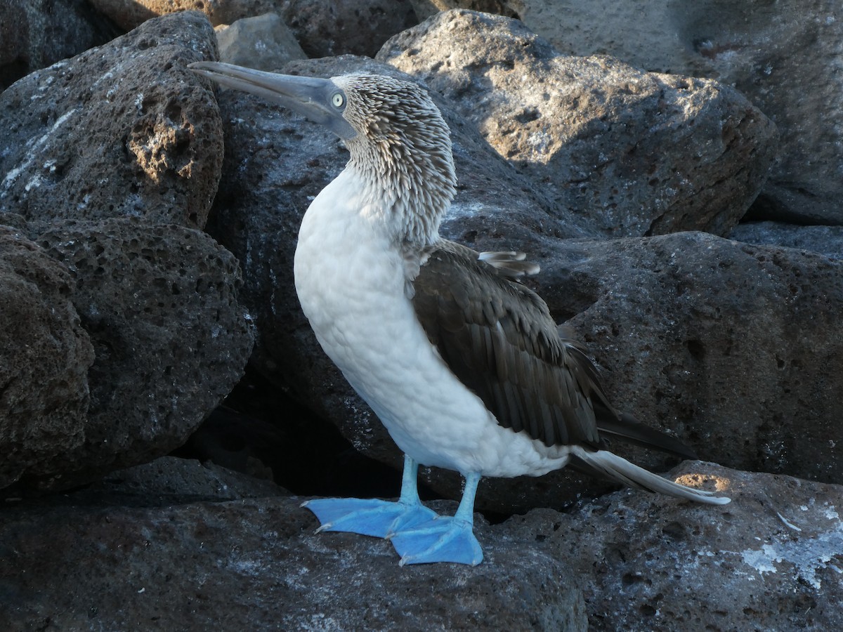 Blue-footed Booby - Deborah Kurtz