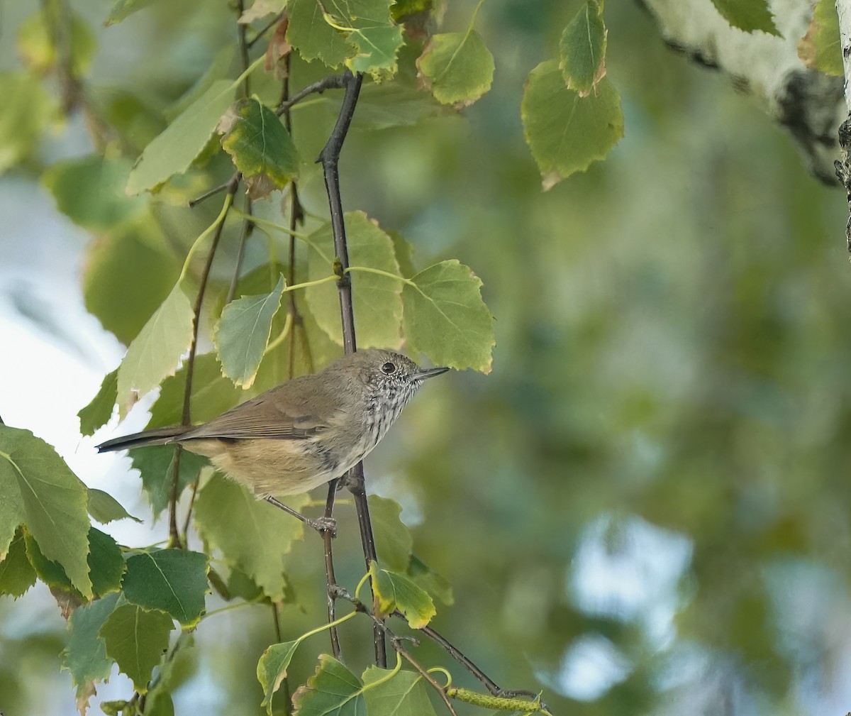 Brown Thornbill - ML643971672