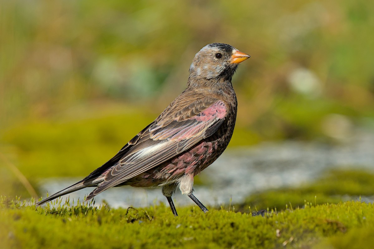 Gray-crowned Rosy-Finch (Aleutian and Kodiak Is.) - ML643971681