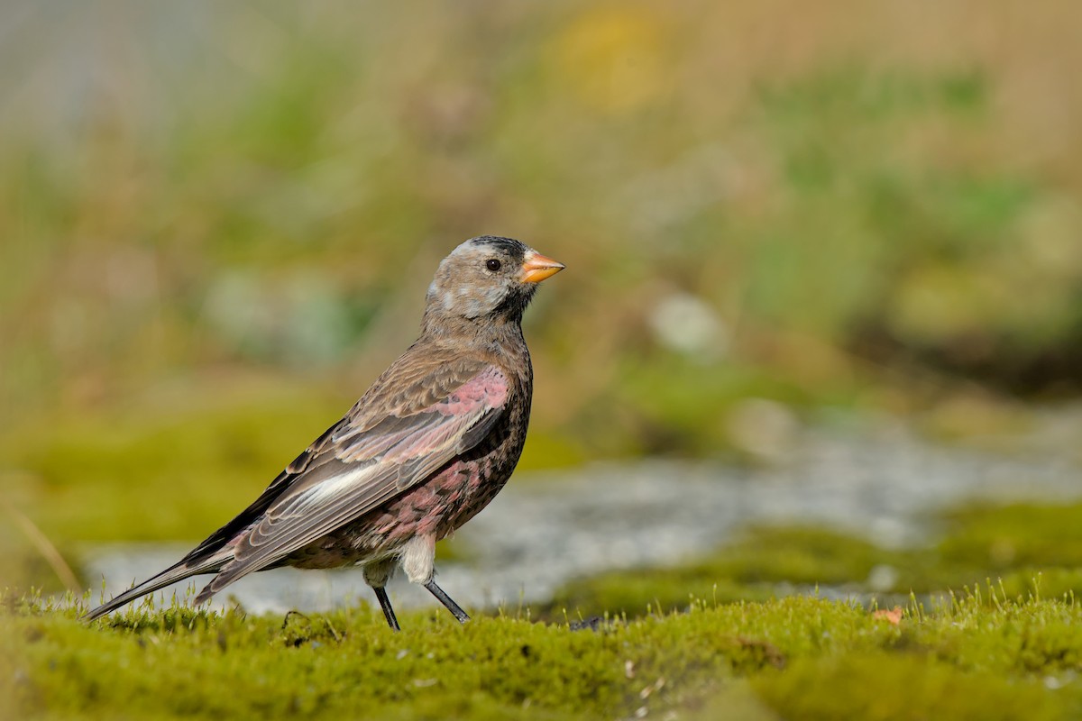 Gray-crowned Rosy-Finch (Aleutian and Kodiak Is.) - ML643971682
