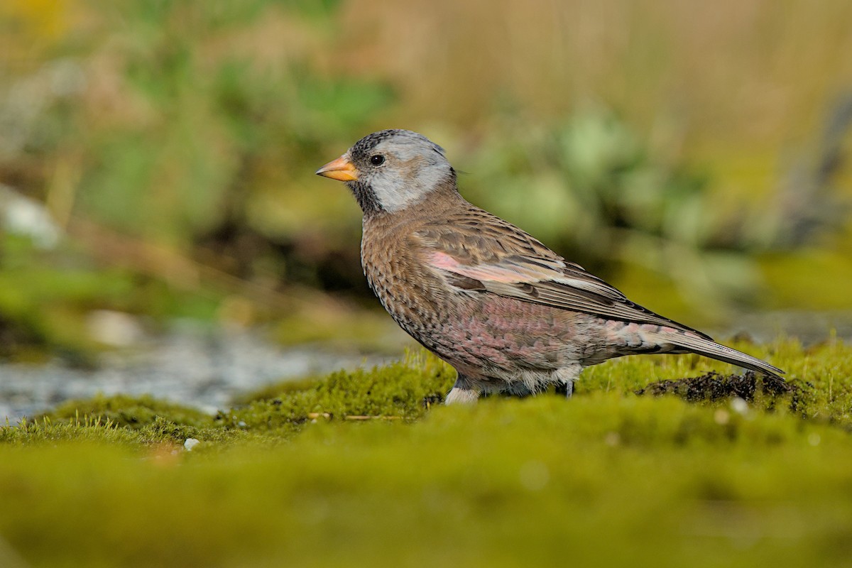Gray-crowned Rosy-Finch (Aleutian and Kodiak Is.) - ML643971683