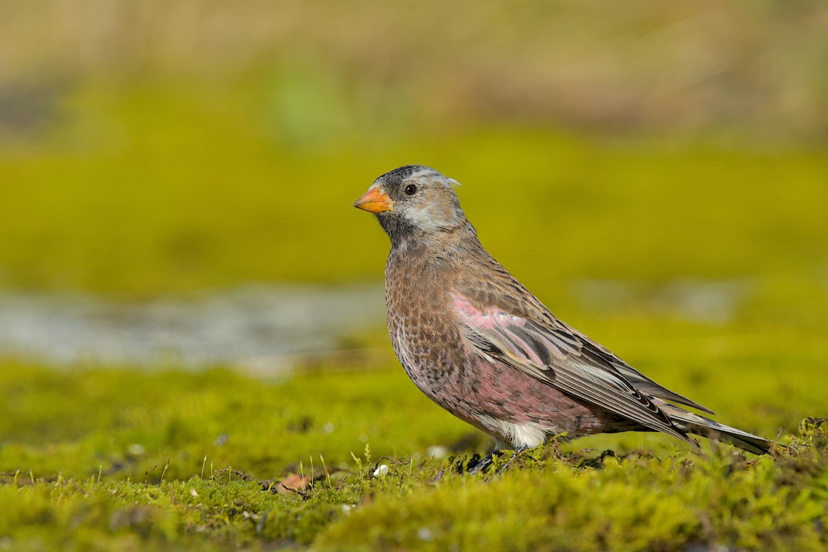 Gray-crowned Rosy-Finch (Aleutian and Kodiak Is.) - ML643971684