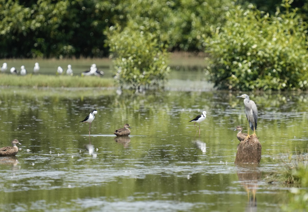 Pied Stilt - ML643971700