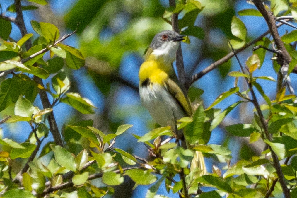 Желтогрудый апалис - ML643971718