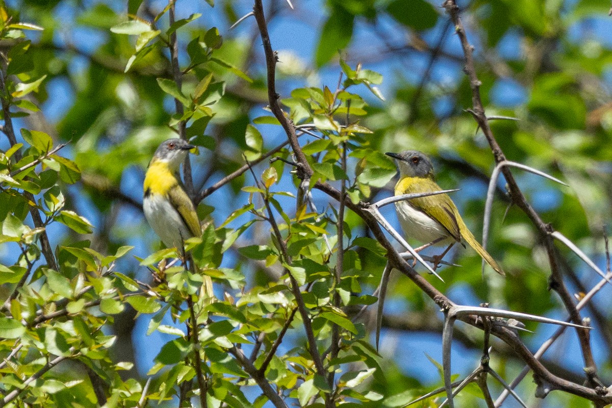 Желтогрудый апалис - ML643971719