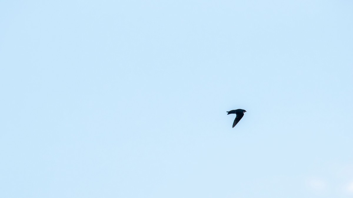 Tree Swallow - ML643971721