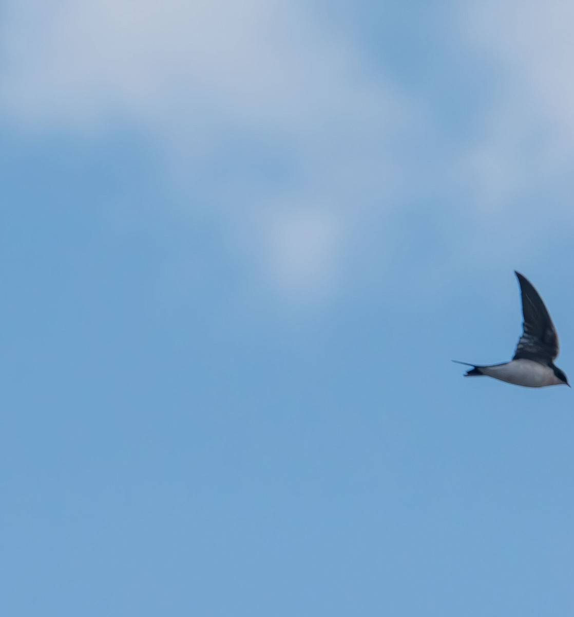 Tree Swallow - ML643971723