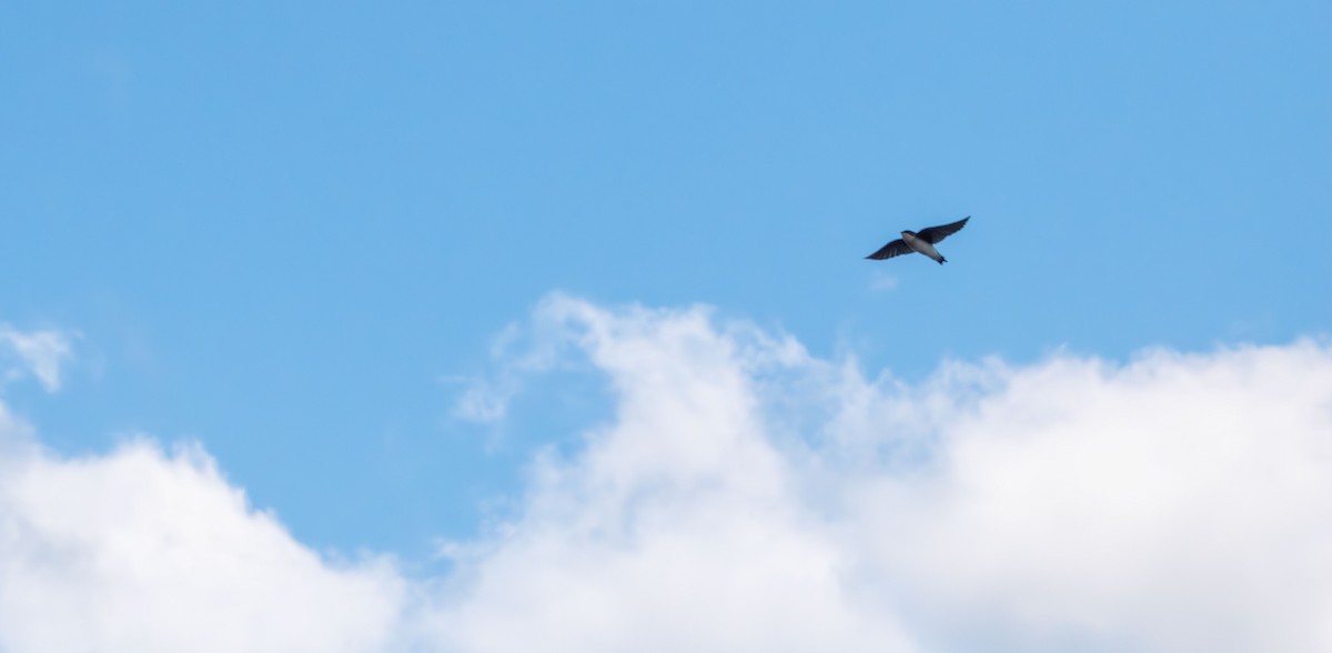 Tree Swallow - ML643971724