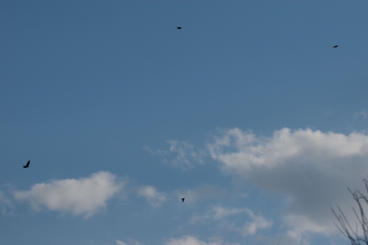 Tree Swallow - ML643971725
