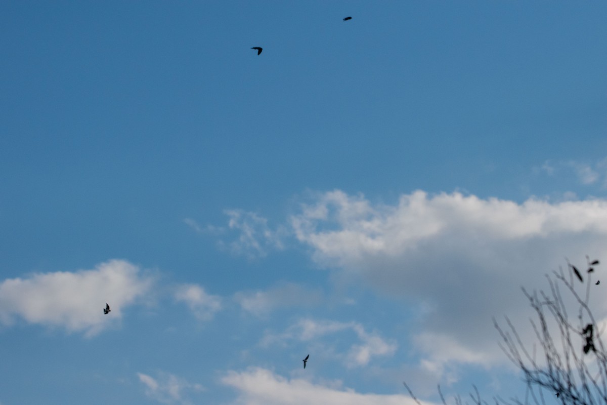 Tree Swallow - ML643971726