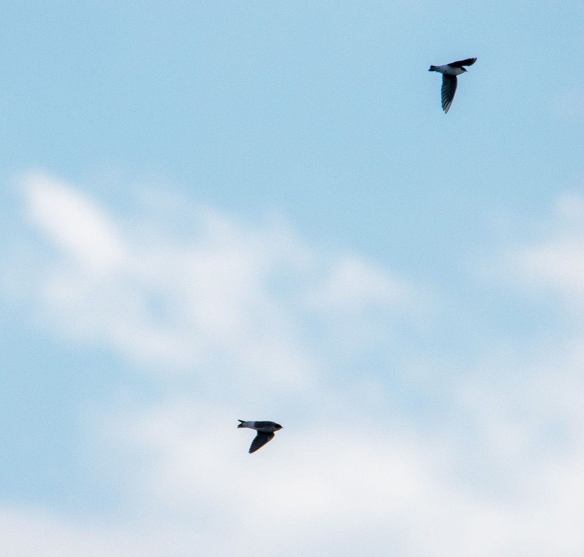 Tree Swallow - ML643971727