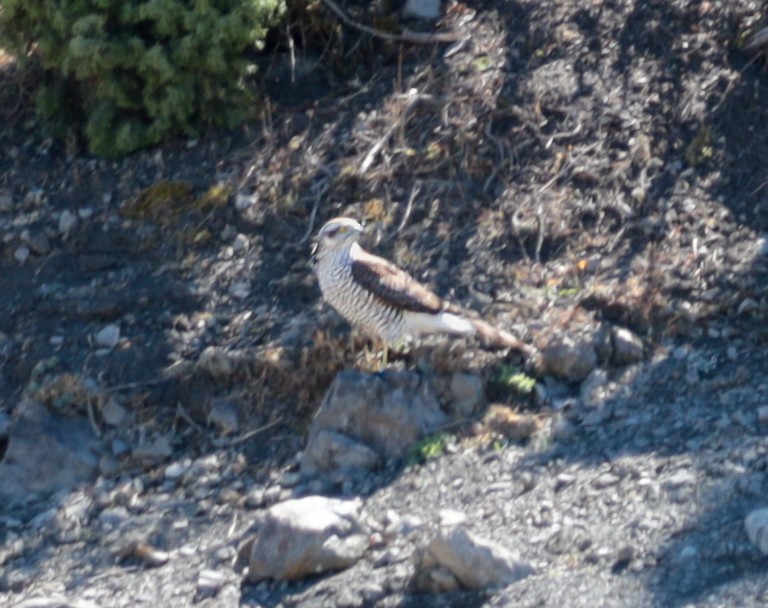 北雀鷹 - ML643971733