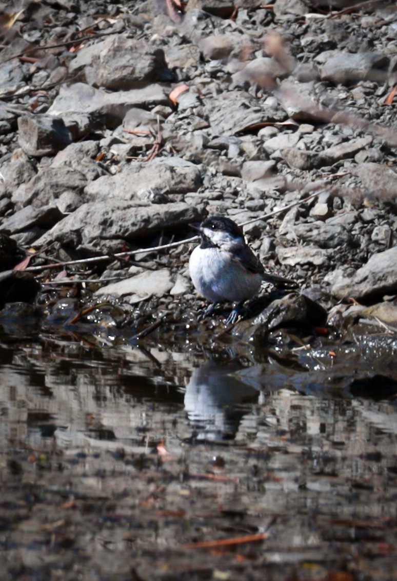 Sombre Tit - ML643971748