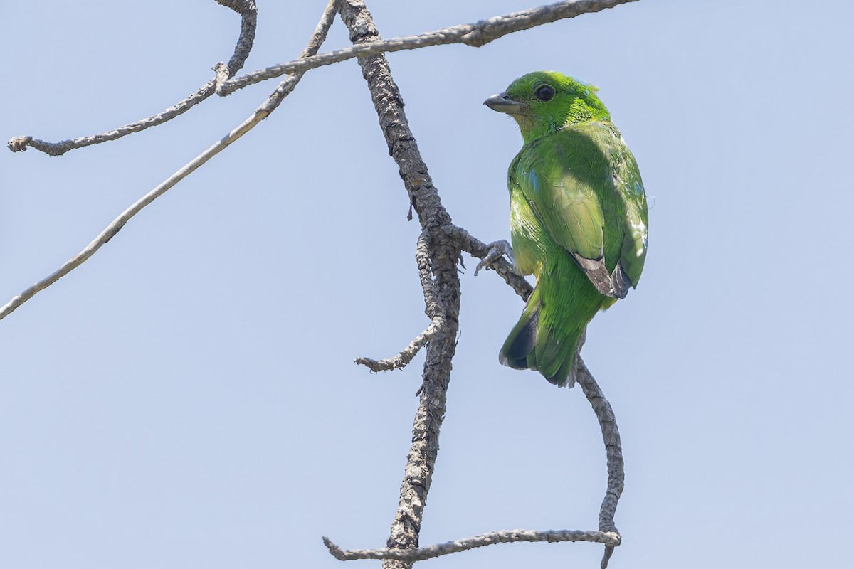 Blue-crowned Chlorophonia - ML643971749