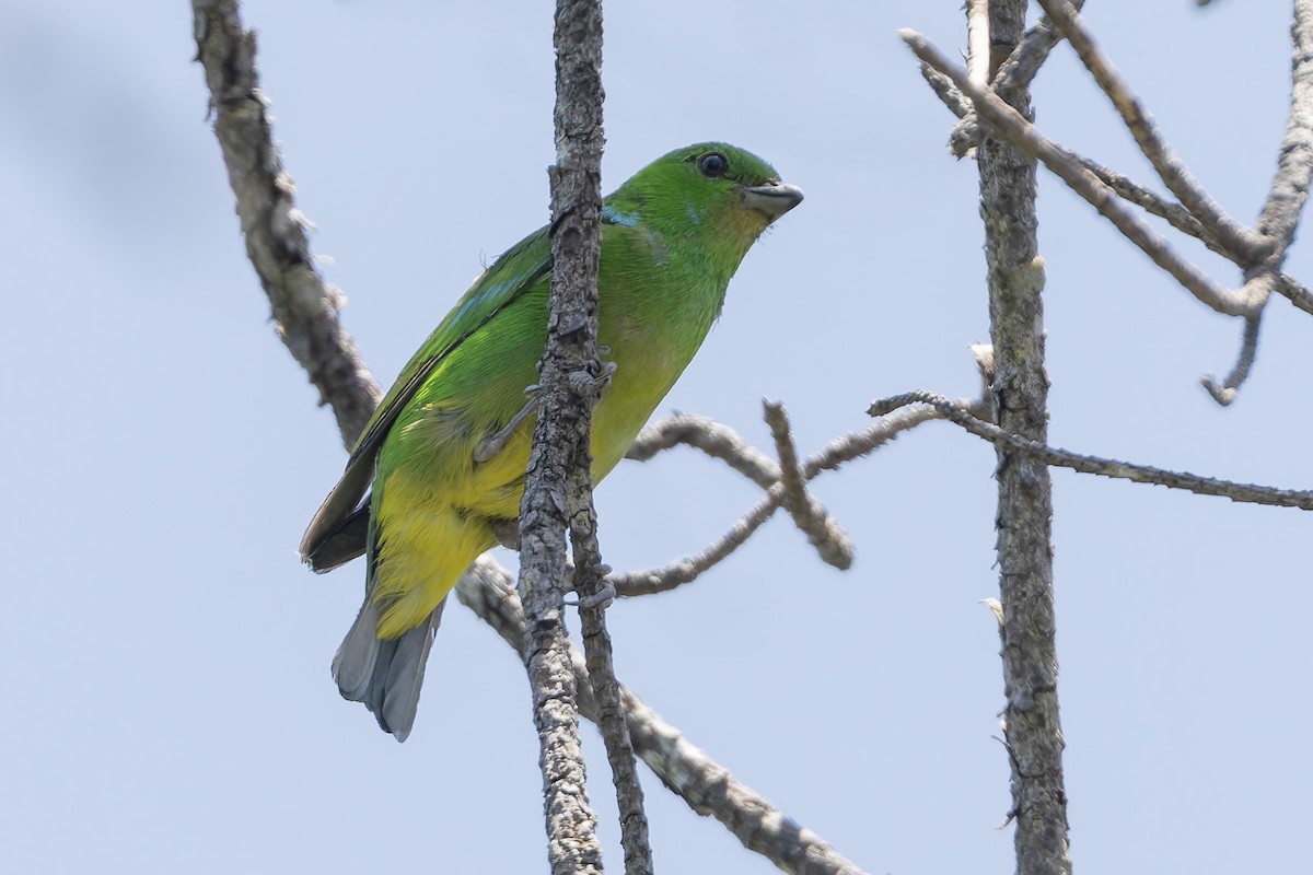 Blue-crowned Chlorophonia - ML643971750