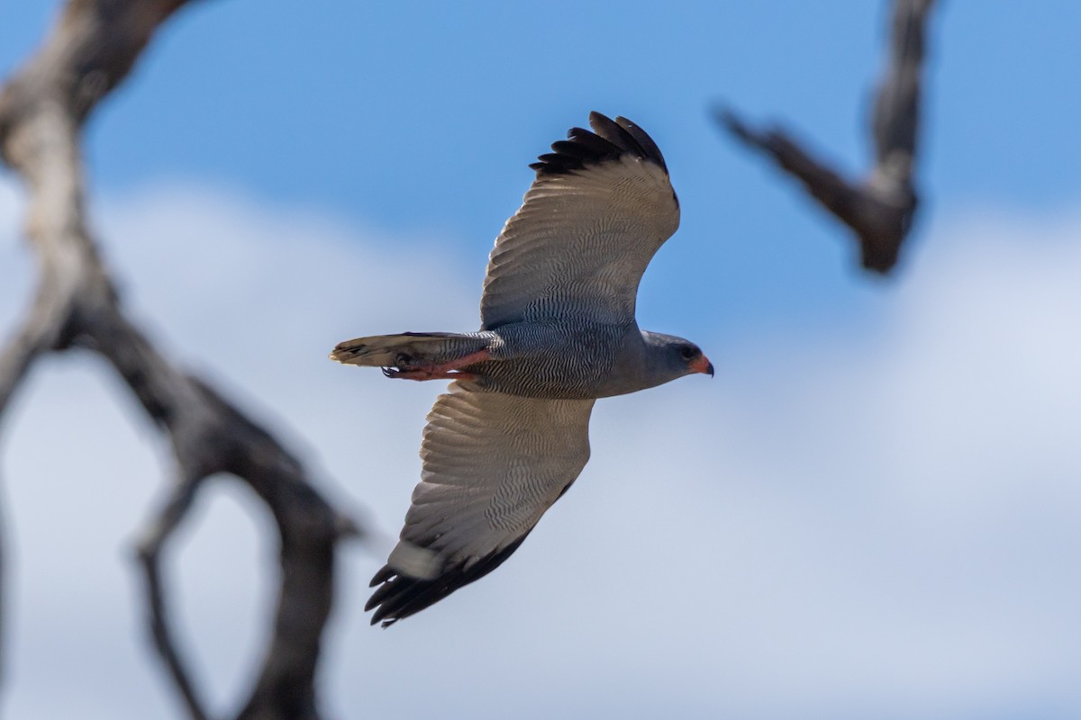 Dark Chanting-Goshawk - ML643971769
