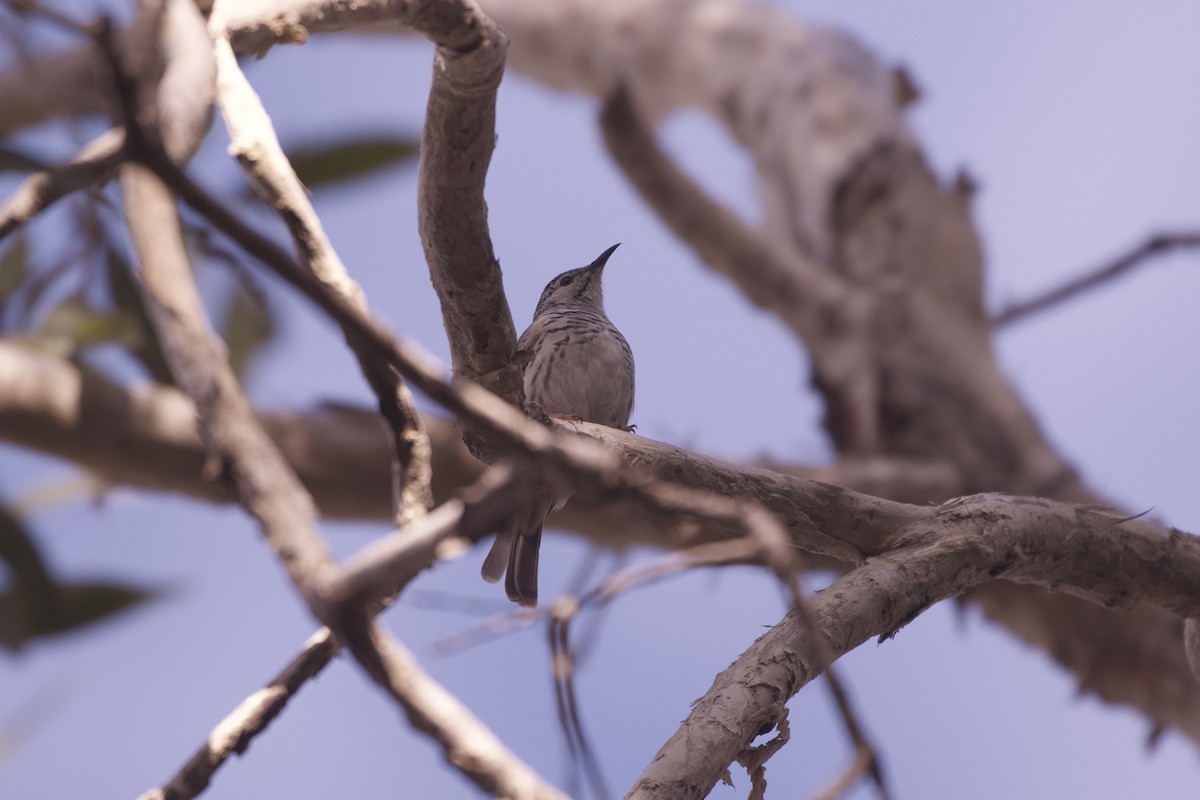 Bar-breasted Honeyeater - ML643971772