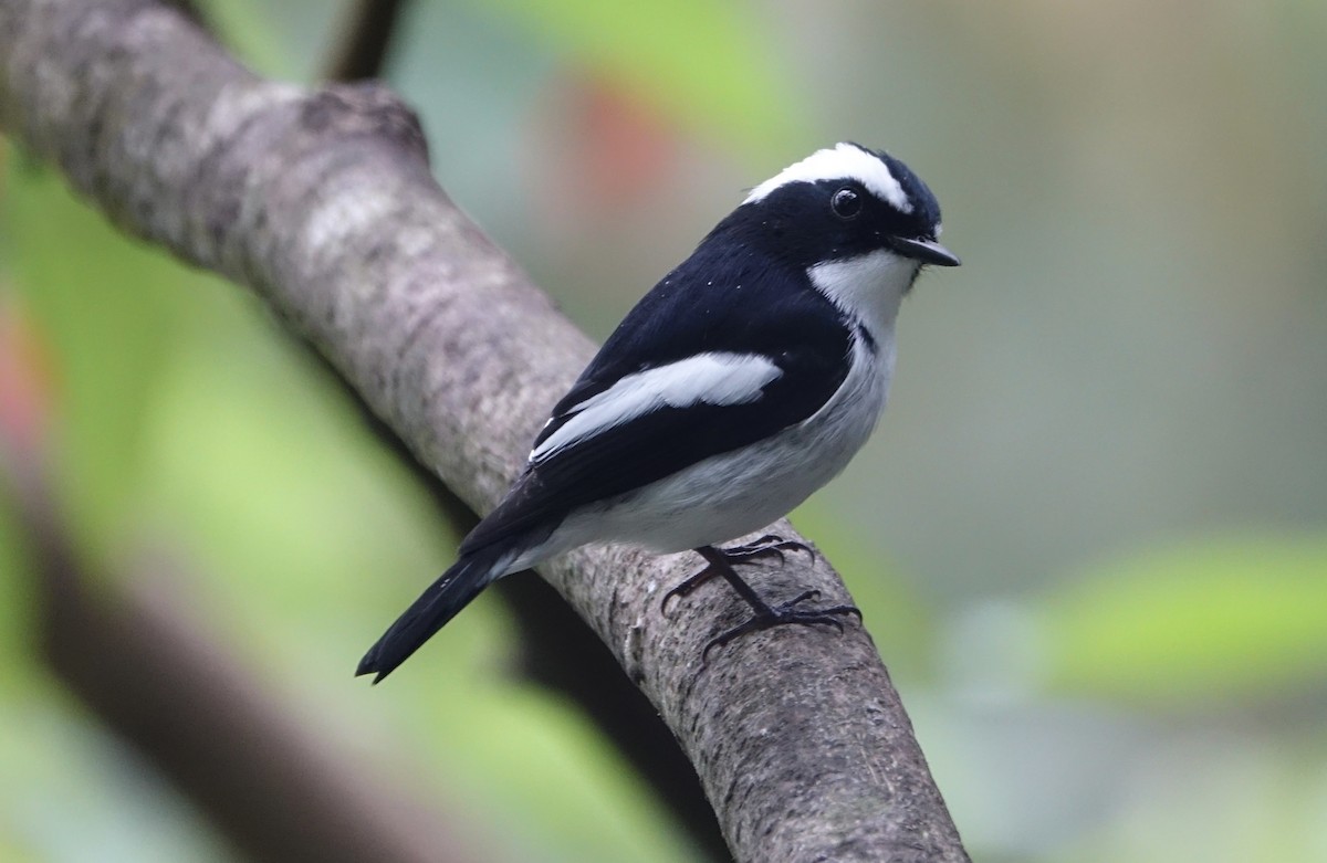 Little Pied Flycatcher - ML643971778