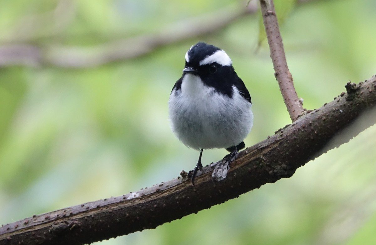 Little Pied Flycatcher - ML643971779