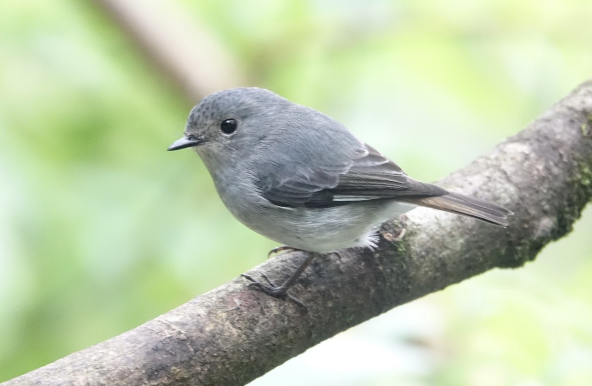 Little Pied Flycatcher - ML643971780