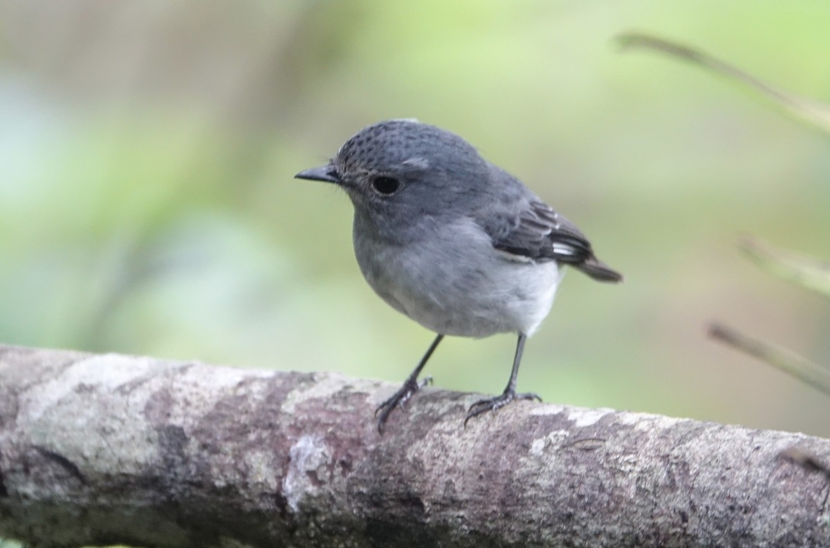 Little Pied Flycatcher - ML643971781