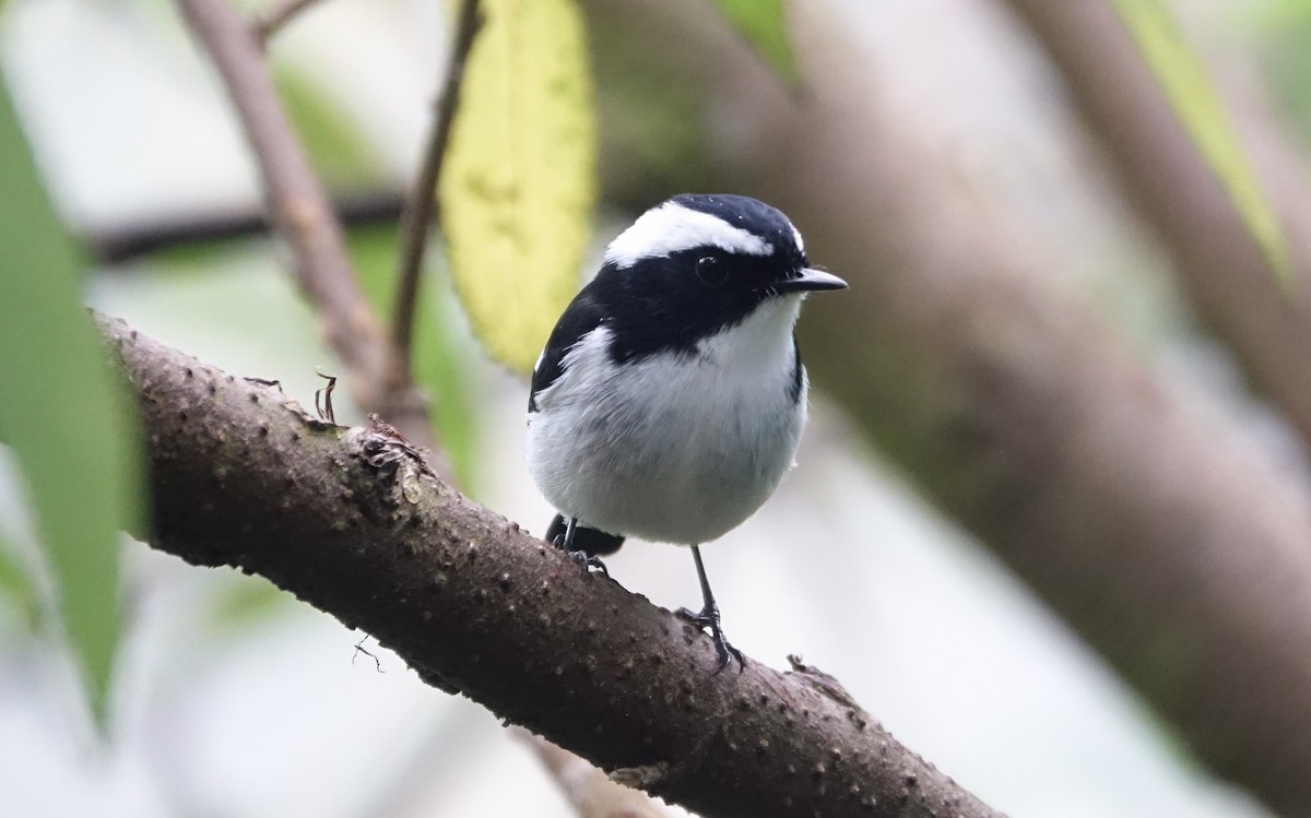 Little Pied Flycatcher - ML643971782