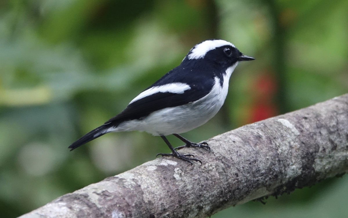 Little Pied Flycatcher - ML643971784