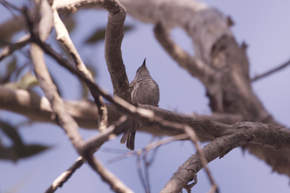 Bar-breasted Honeyeater - ML643971792