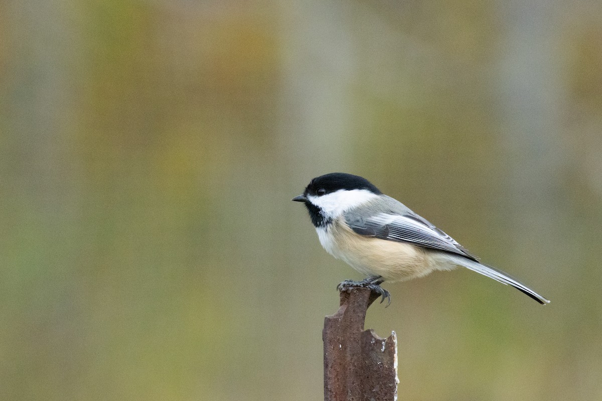 Black-capped Chickadee - ML643971799