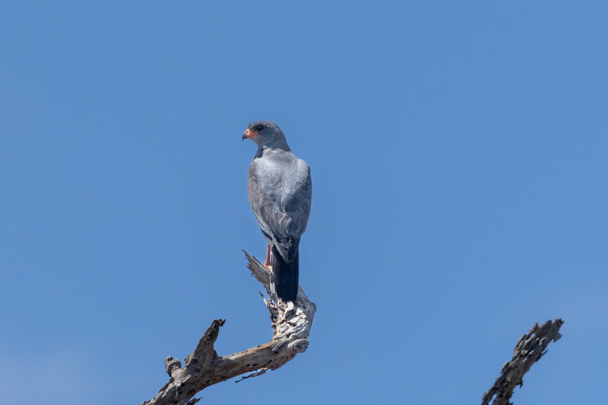 Dark Chanting-Goshawk - ML643971806