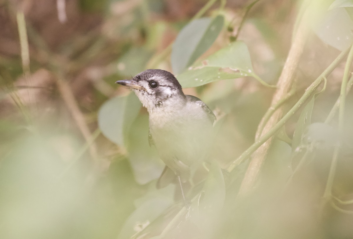 hvitøremonark - ML643971820