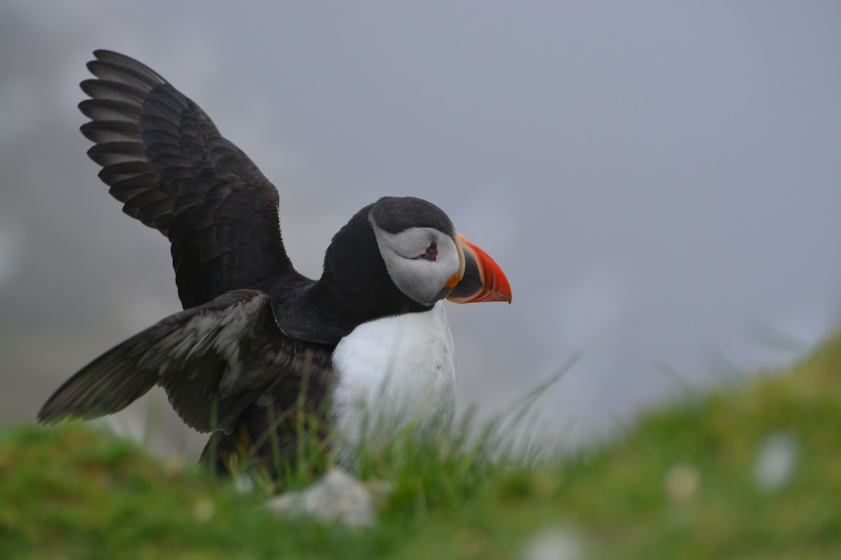 Atlantic Puffin - ML643971823