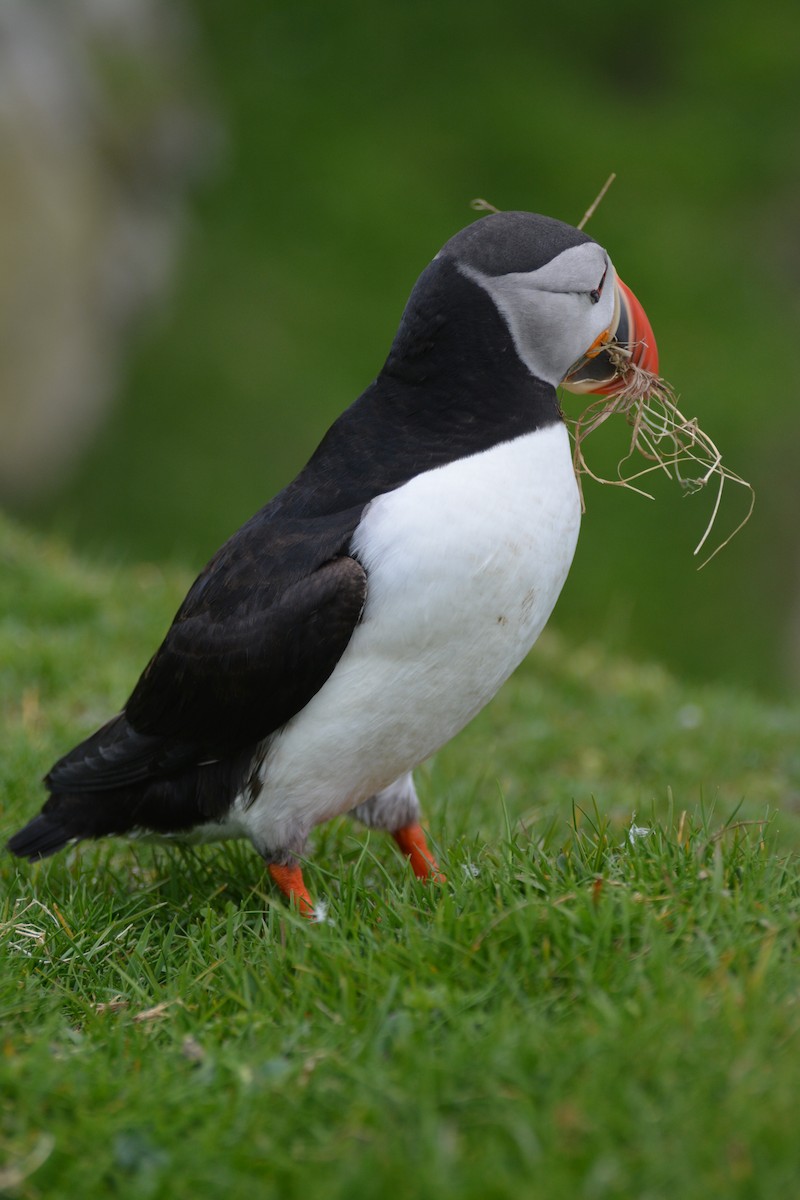 Atlantic Puffin - ML643971824