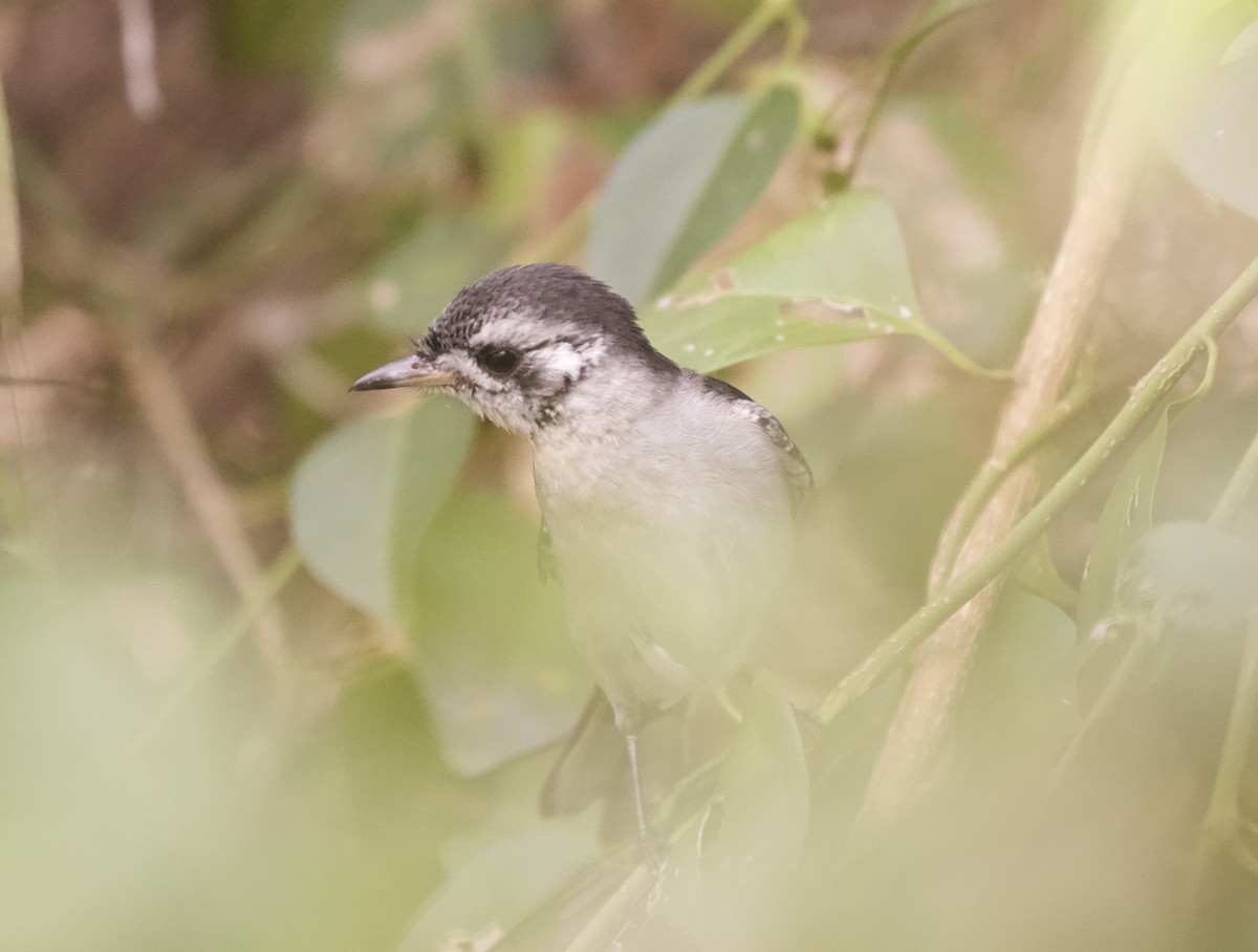 hvitøremonark - ML643971825