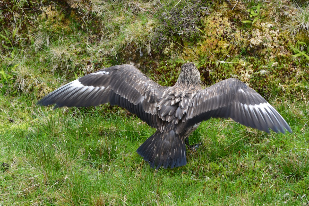 Great Skua - ML643971827