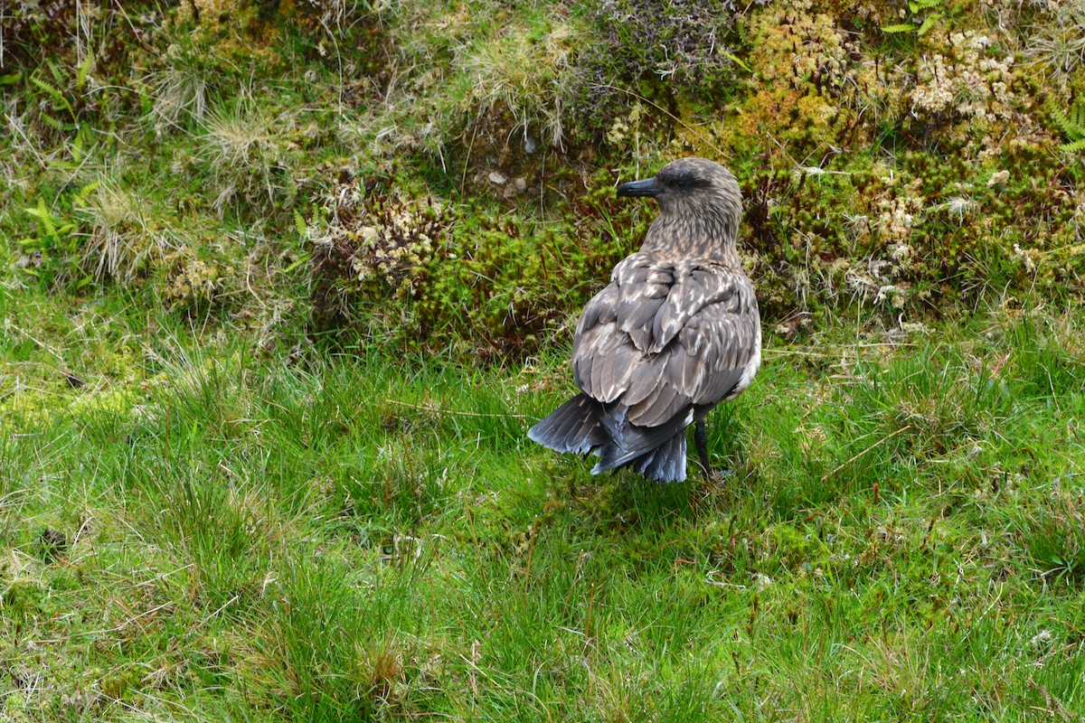 Great Skua - ML643971829