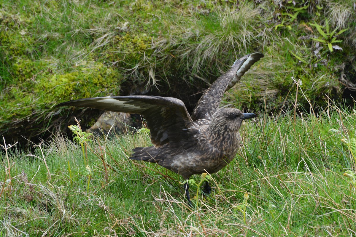 Great Skua - ML643971833