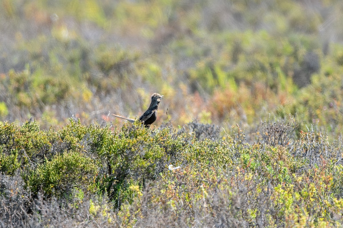 Brown Songlark - ML643971839