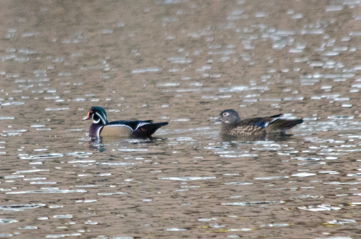 Wood Duck - ML643971846